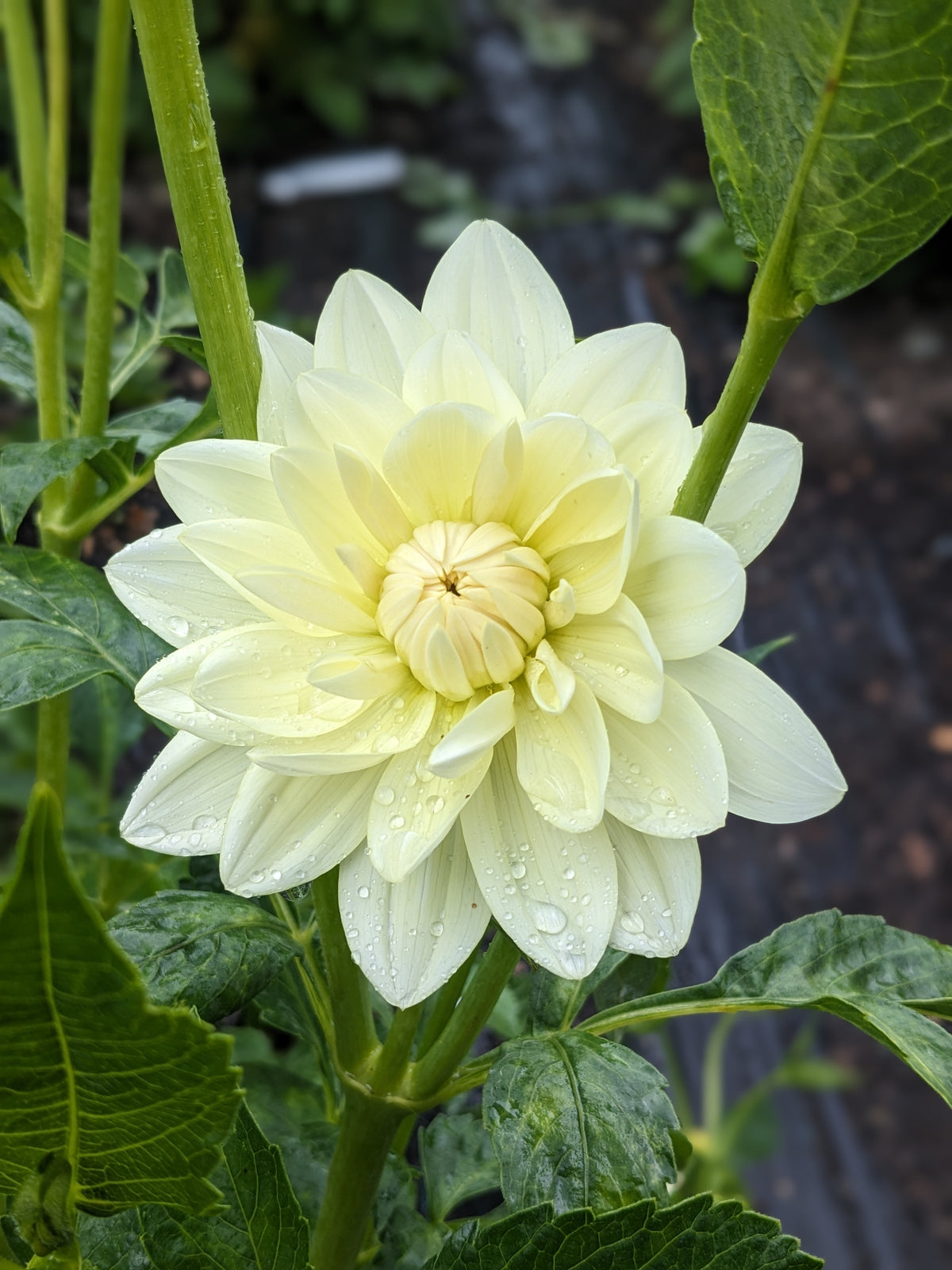 Dahlia - Cameo