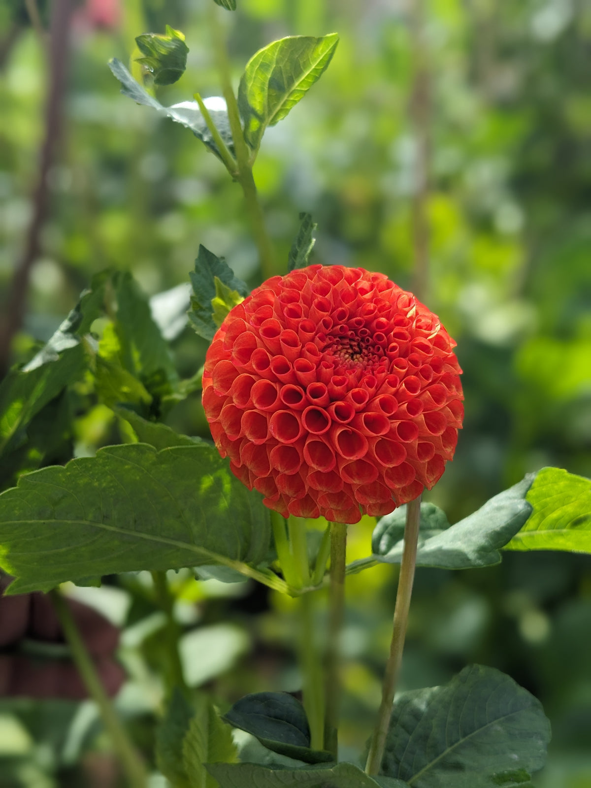 Dahlia - Bantling