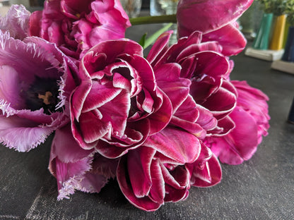 Tulip Dream Touch - 10 Bulbs