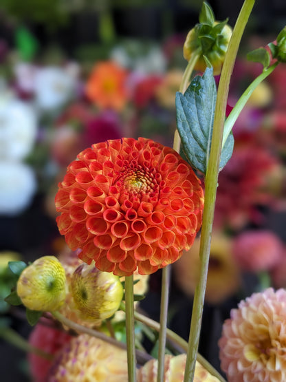 Dahlia - Bantling