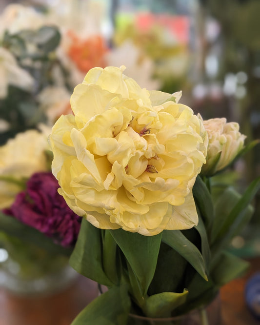 Tulip Avant Garde - 10 Bulbs