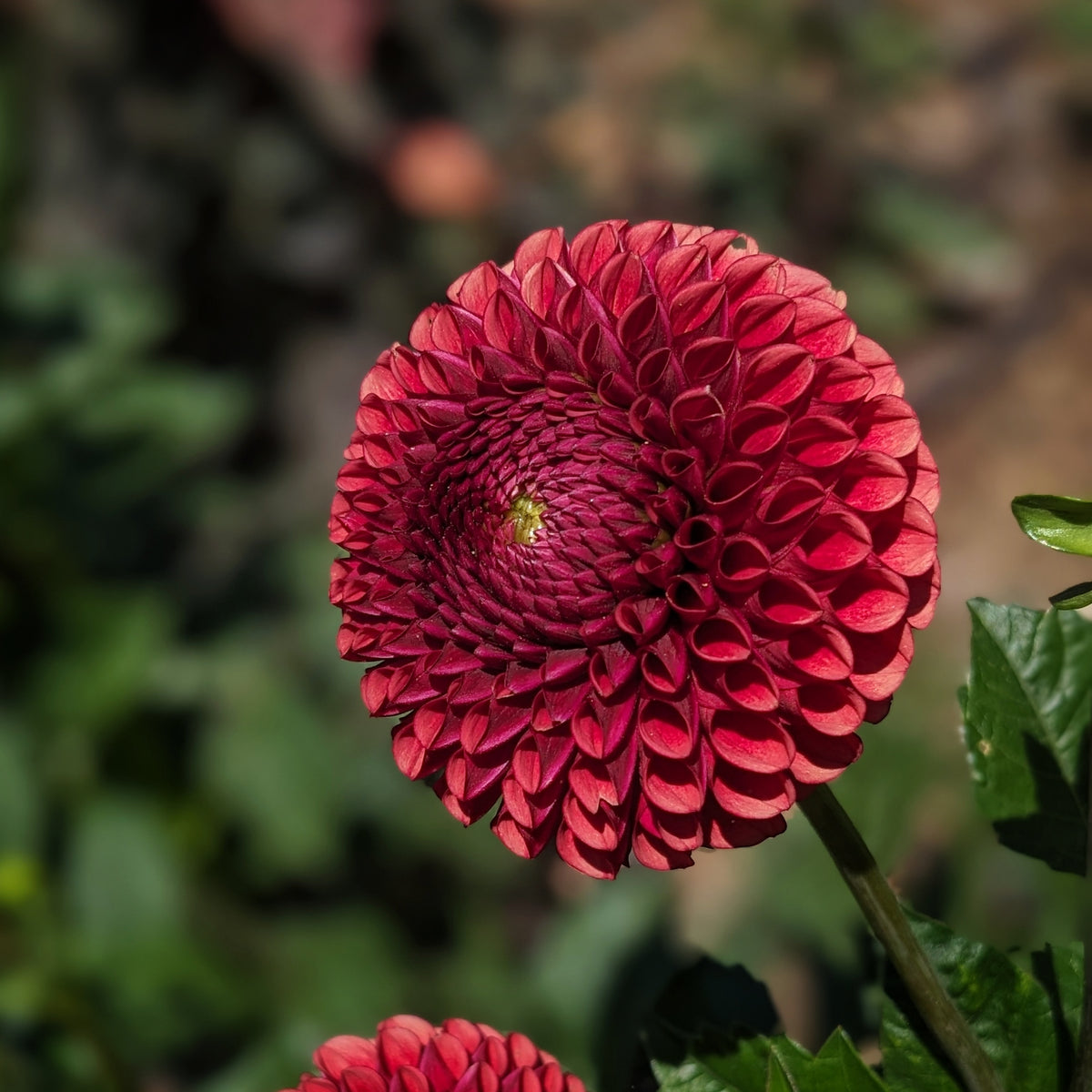 Dahlia - Copper Boy