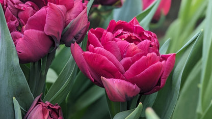 Tulip Alison Bradley - 10 Bulbs