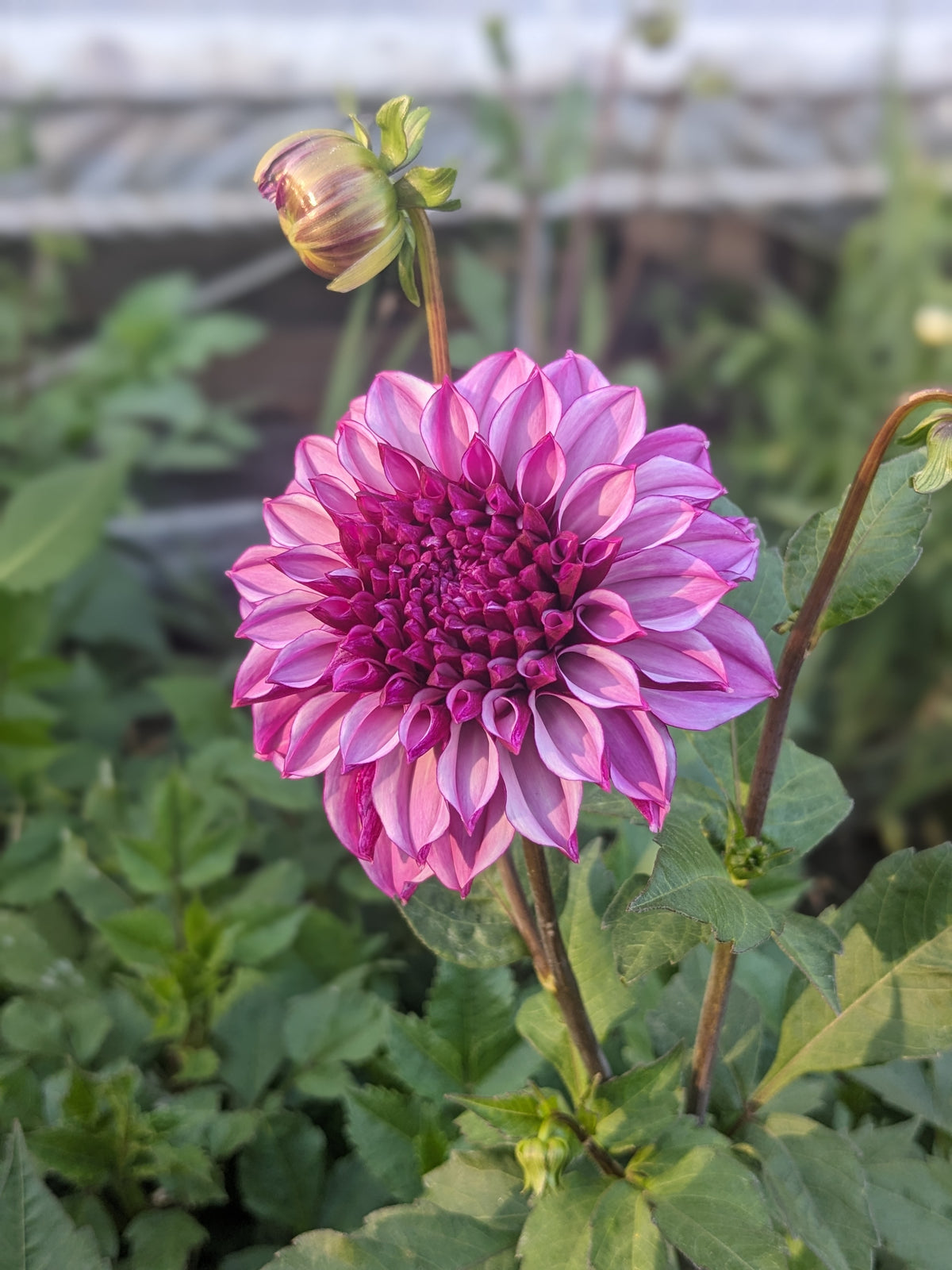 Dahlia - Cranberry Classic