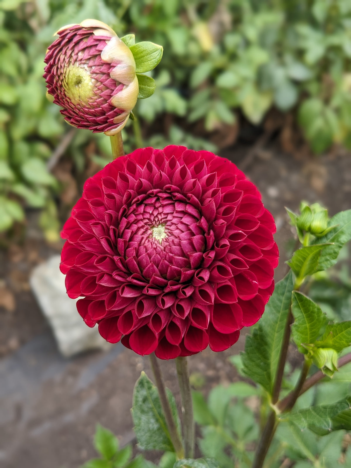 Dahlia - Cornel