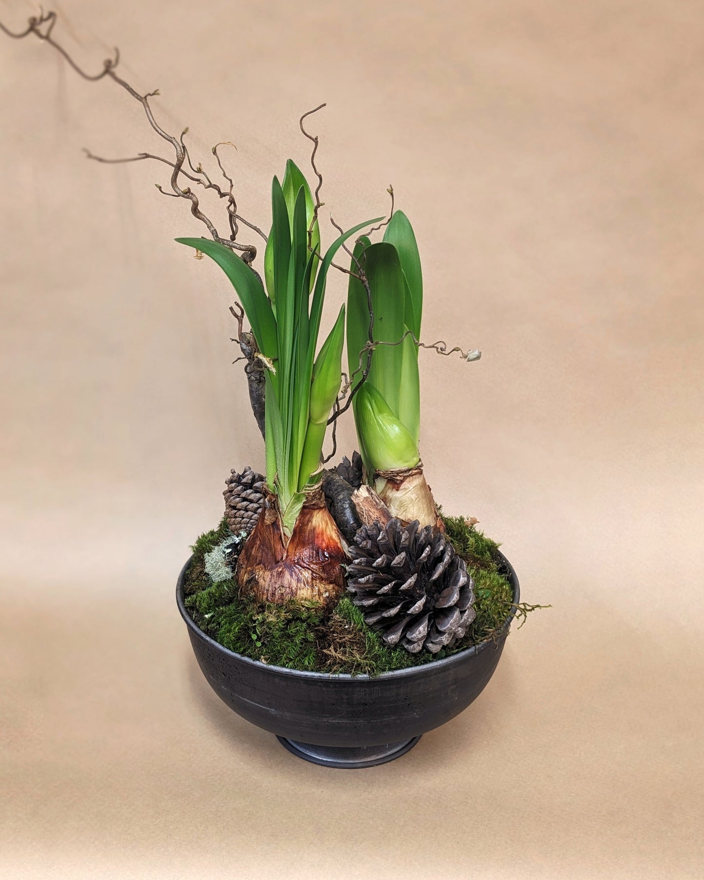 Amaryllis Bulb in a Decorative Planter