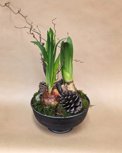 Amaryllis Bulb in a Decorative Planter
