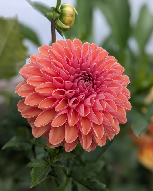 Dahlia - Bestseller