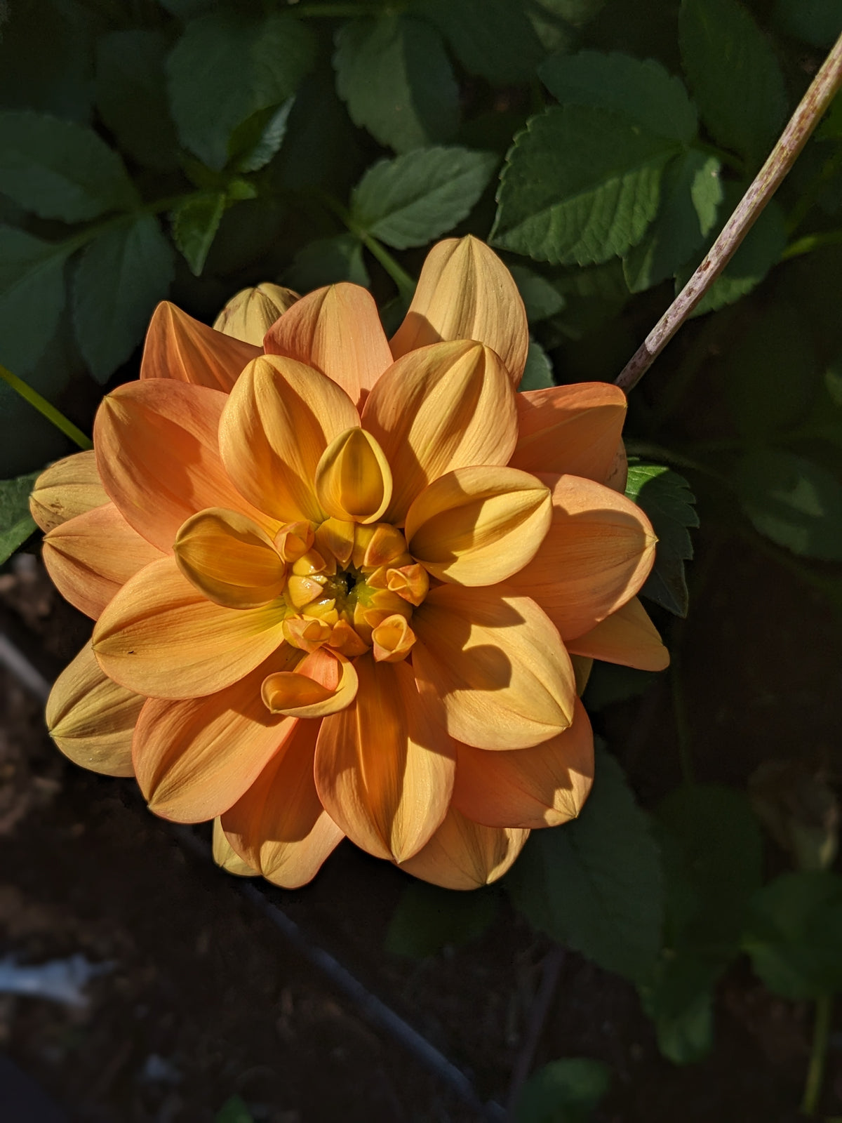 Dahlia - Ginger Snap