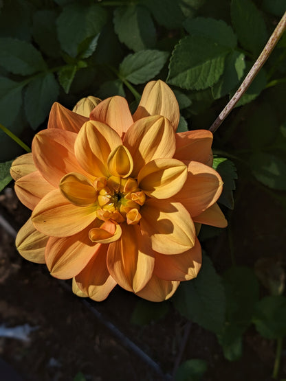 Dahlia - Ginger Snap