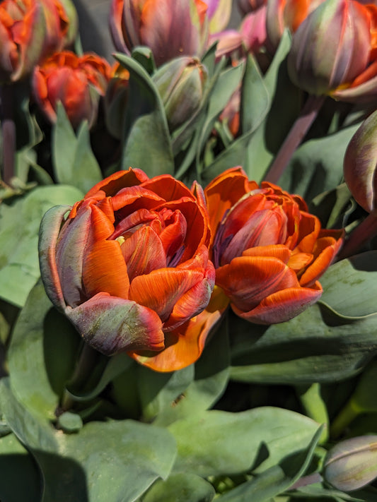Tulip Orange Princess - 10 Bulbs