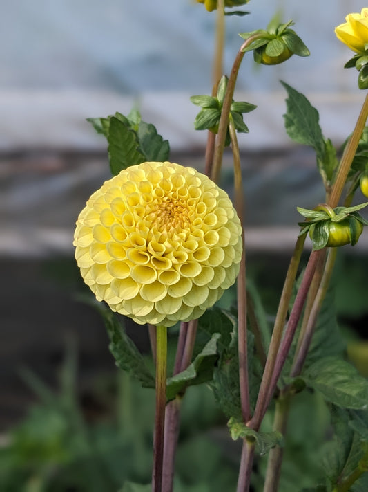 Dahlia - Buttercup