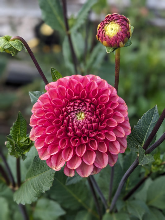 Dahlia - Ariston