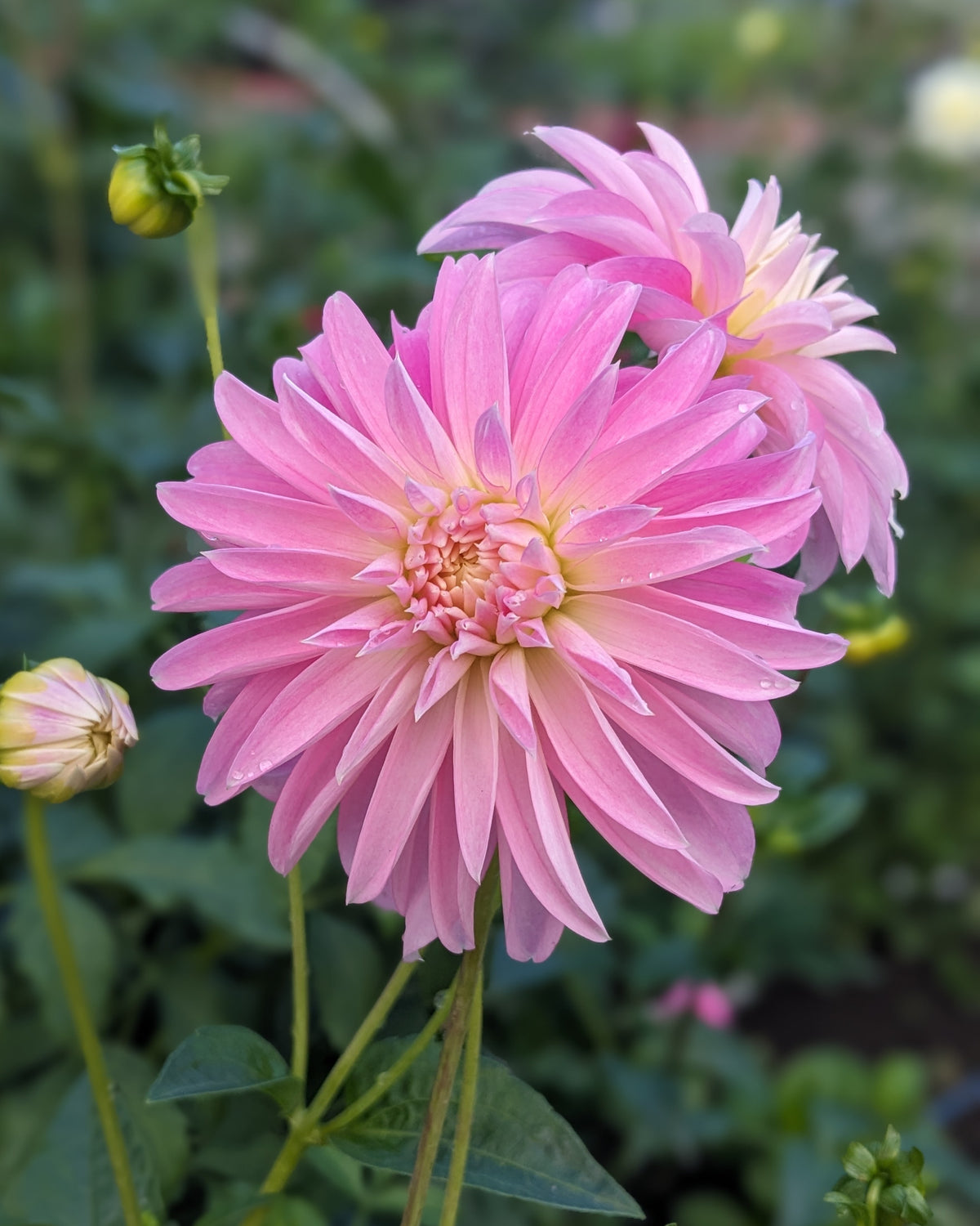 Dahlia - Alloway Candy