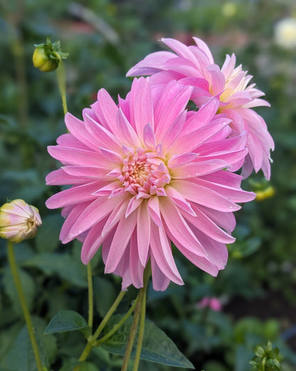 Dahlia - Alloway Candy