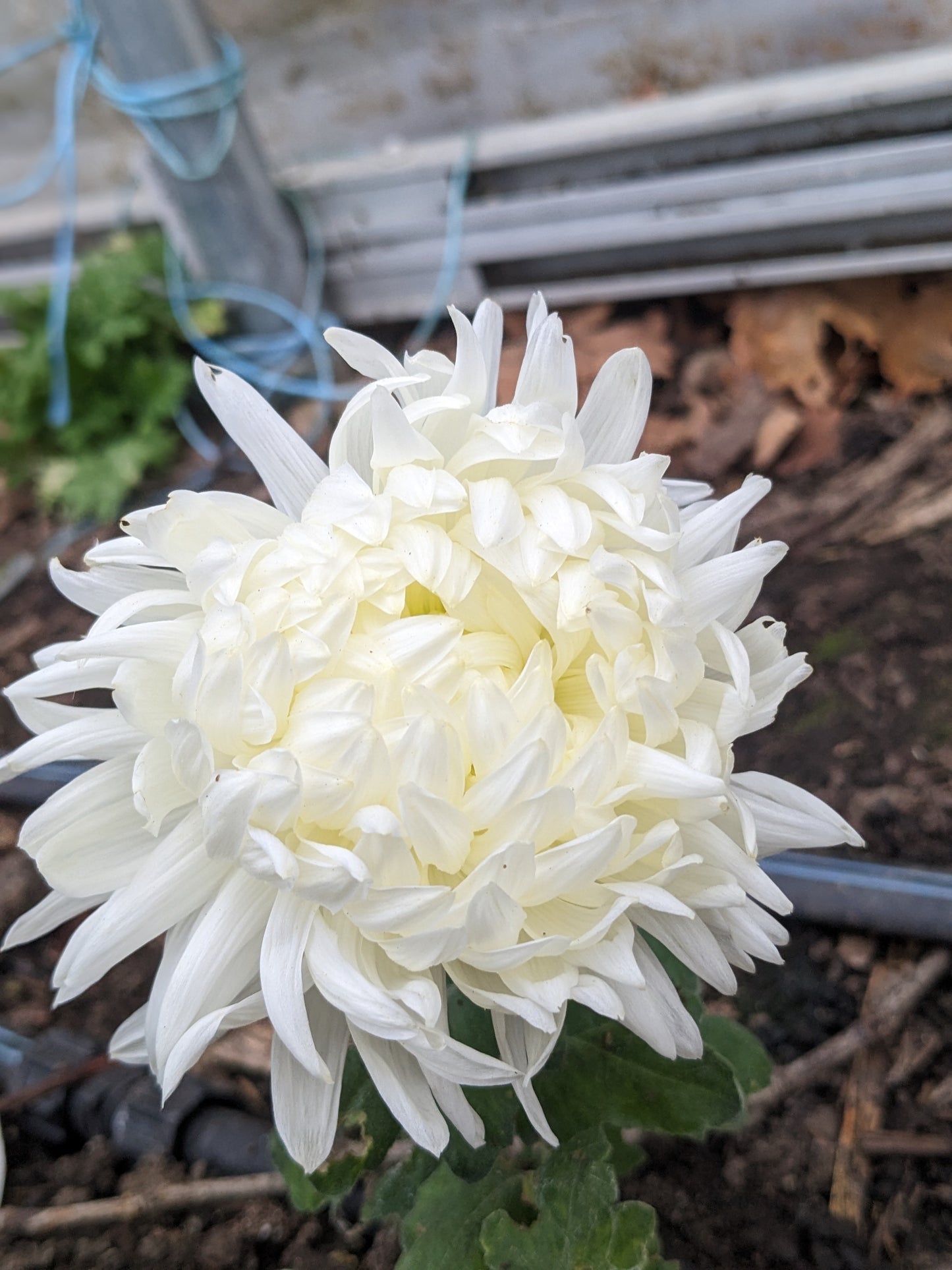 Potted Chrysanthemum - Billy Bell