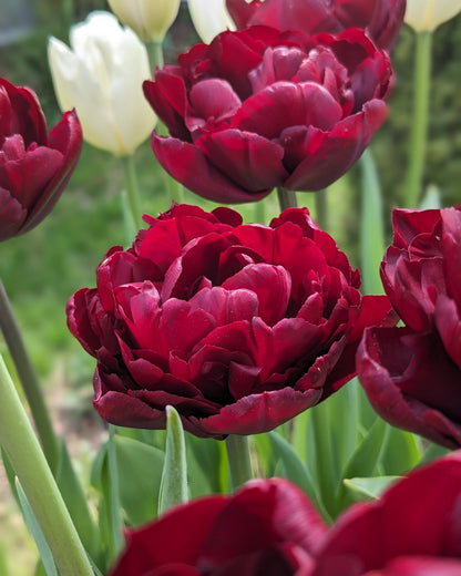 Tulip Alison Bradley - 10 Bulbs