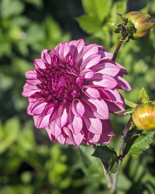 Dahlia - Cranberry Classic