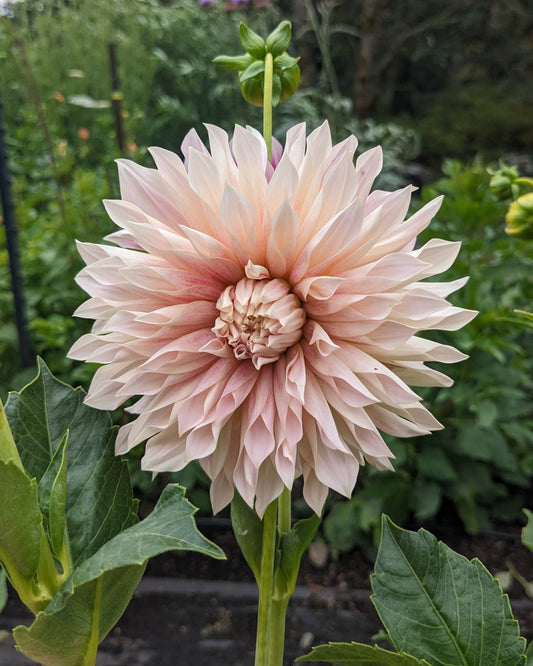 Dahlia - Café De Paris