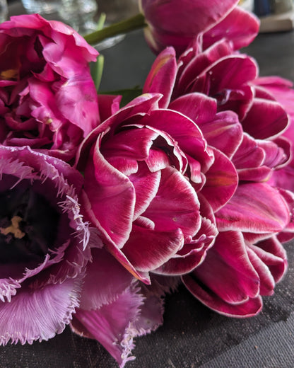 Tulip Dream Touch - 10 Bulbs