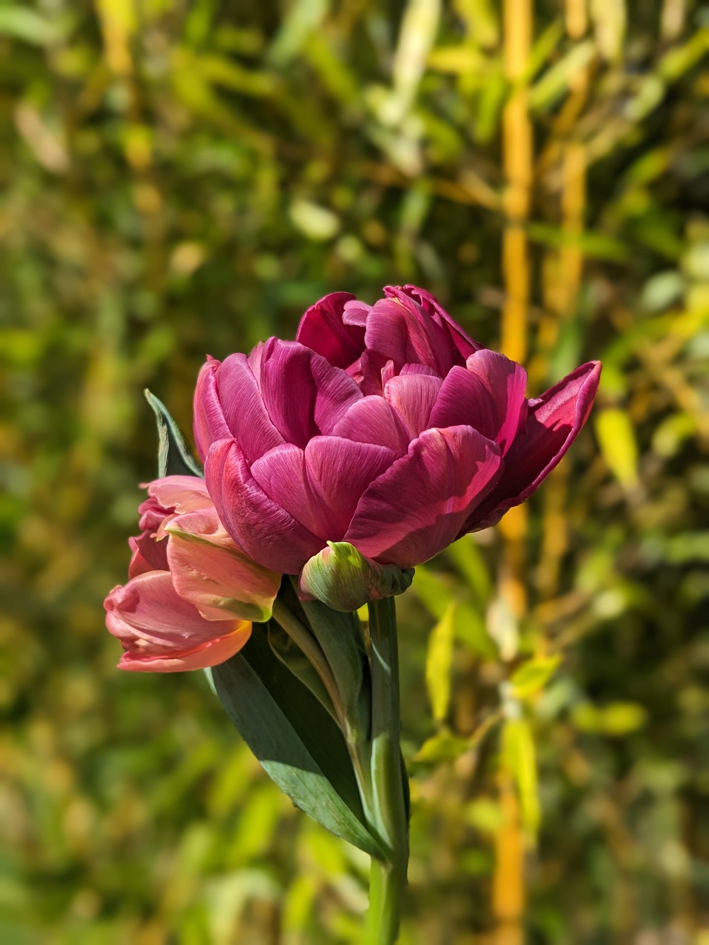 Tulip Alison Bradley - 10 Bulbs
