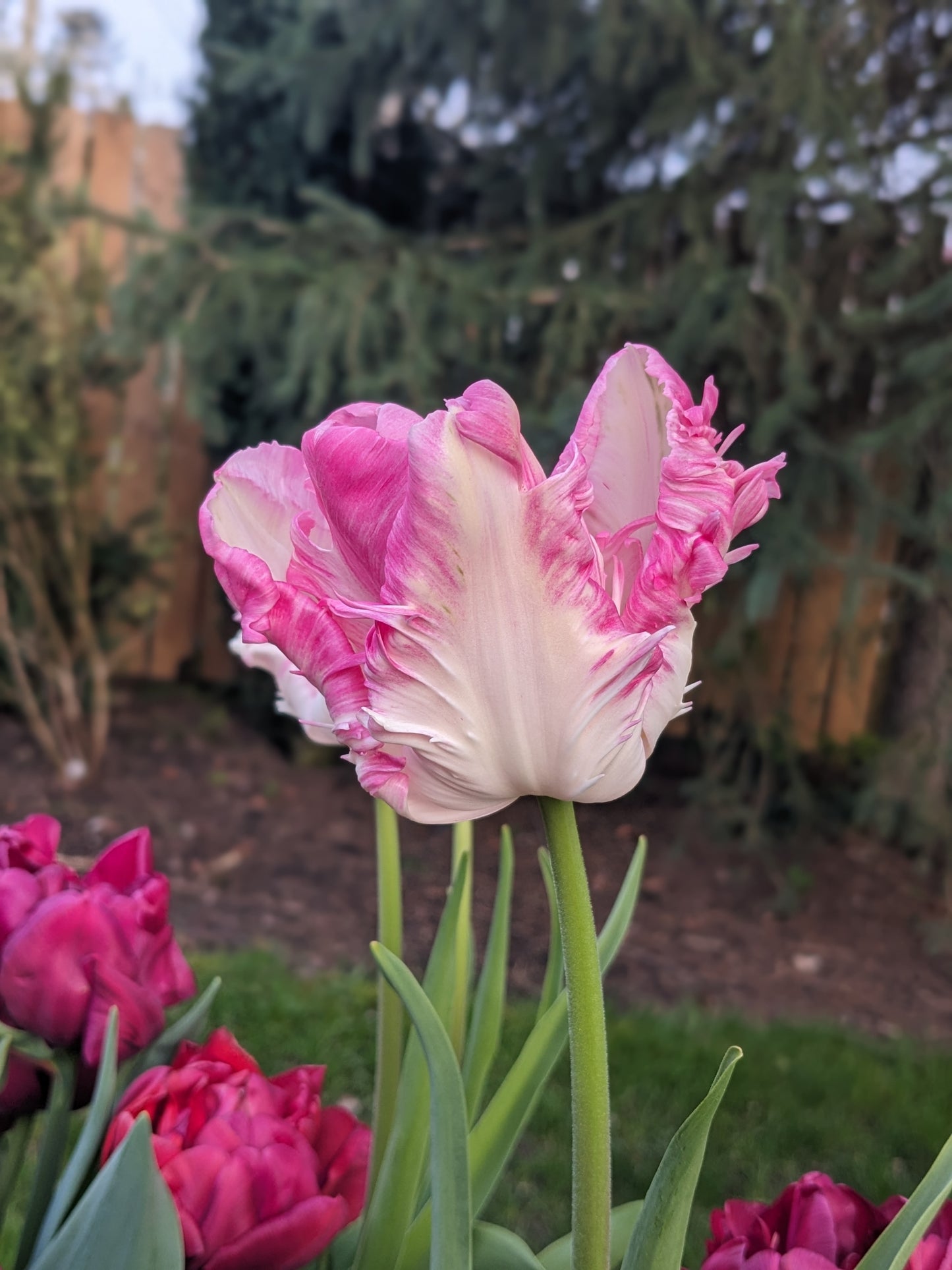Tulip Cabanna Parrot - 10 Bulbs