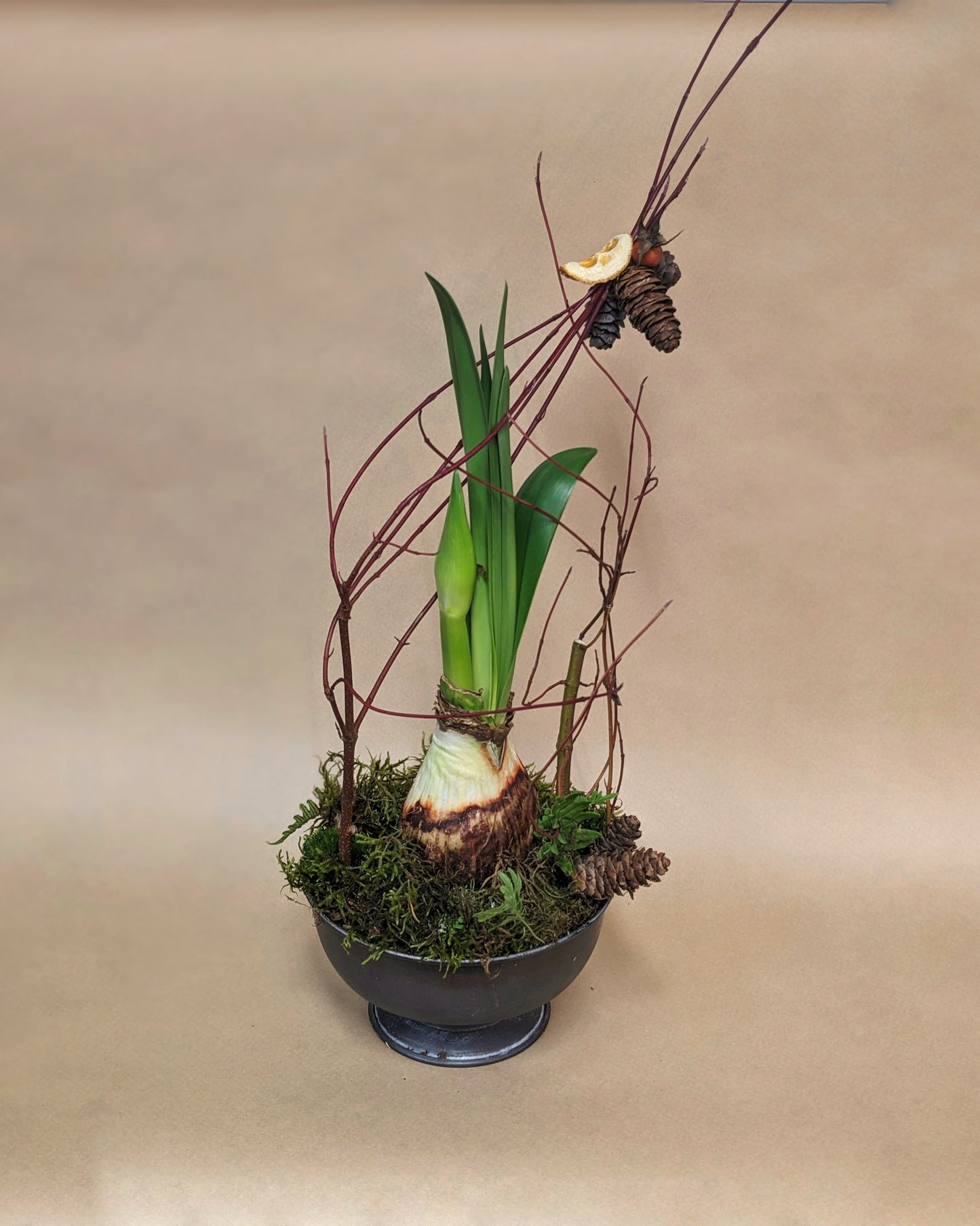 Amaryllis Bulb in a Decorative Planter