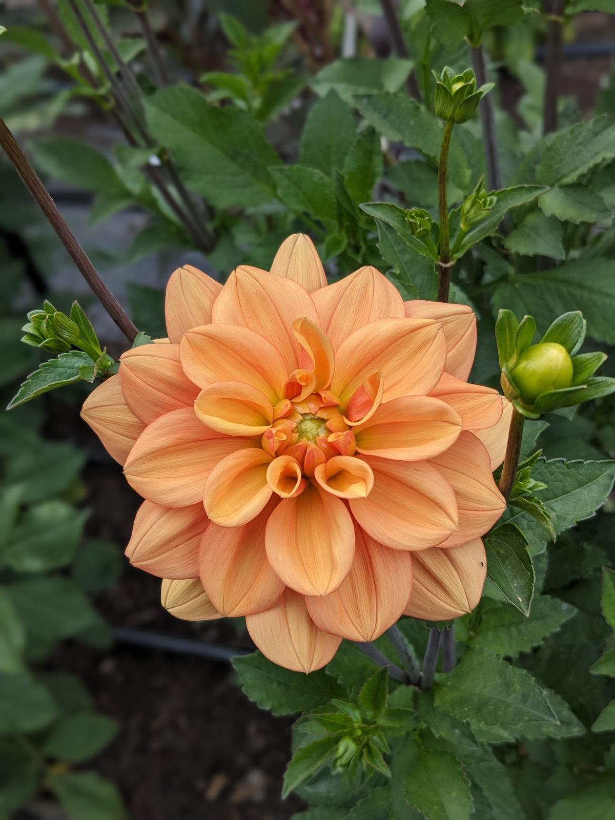 Dahlia - Ginger Snap