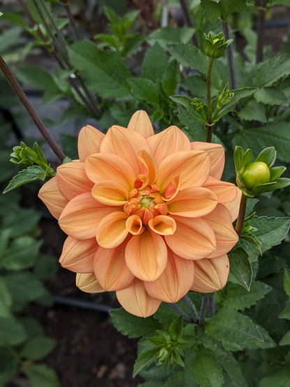 Dahlia - Ginger Snap