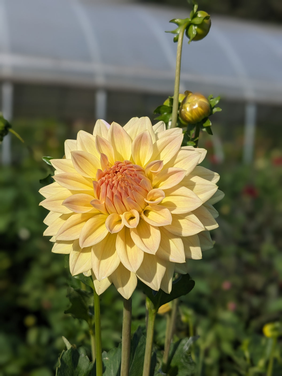 Dahlia - Canoz Jaguar