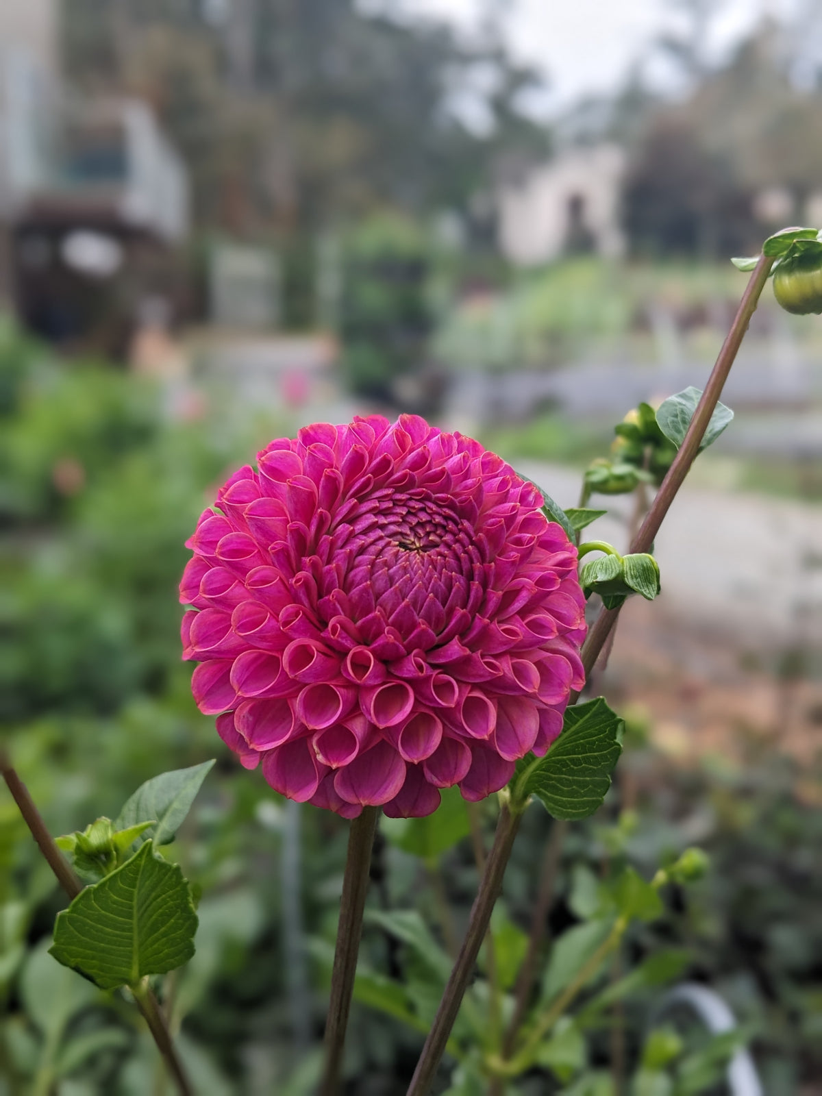 Dahlia - Caitlyn's Joy