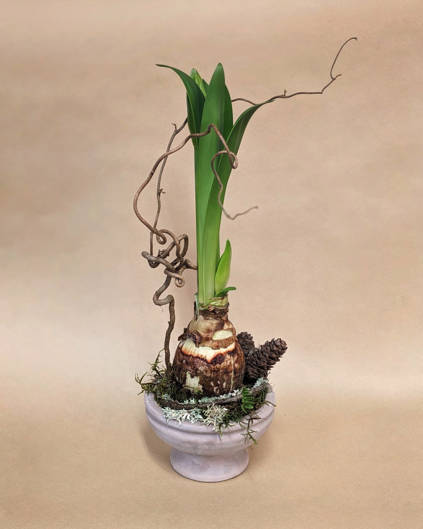 Amaryllis Bulb in a Decorative Planter