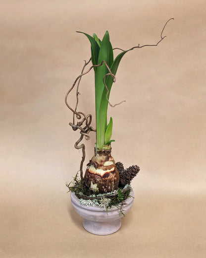 Amaryllis Bulb in a Decorative Planter