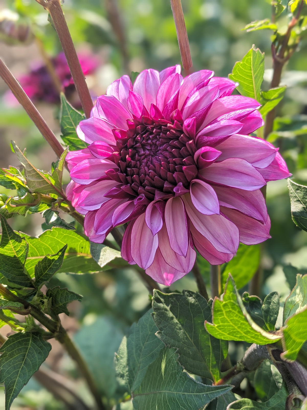 Dahlia - Cranberry Classic
