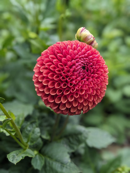 Dahlia - Copper Boy
