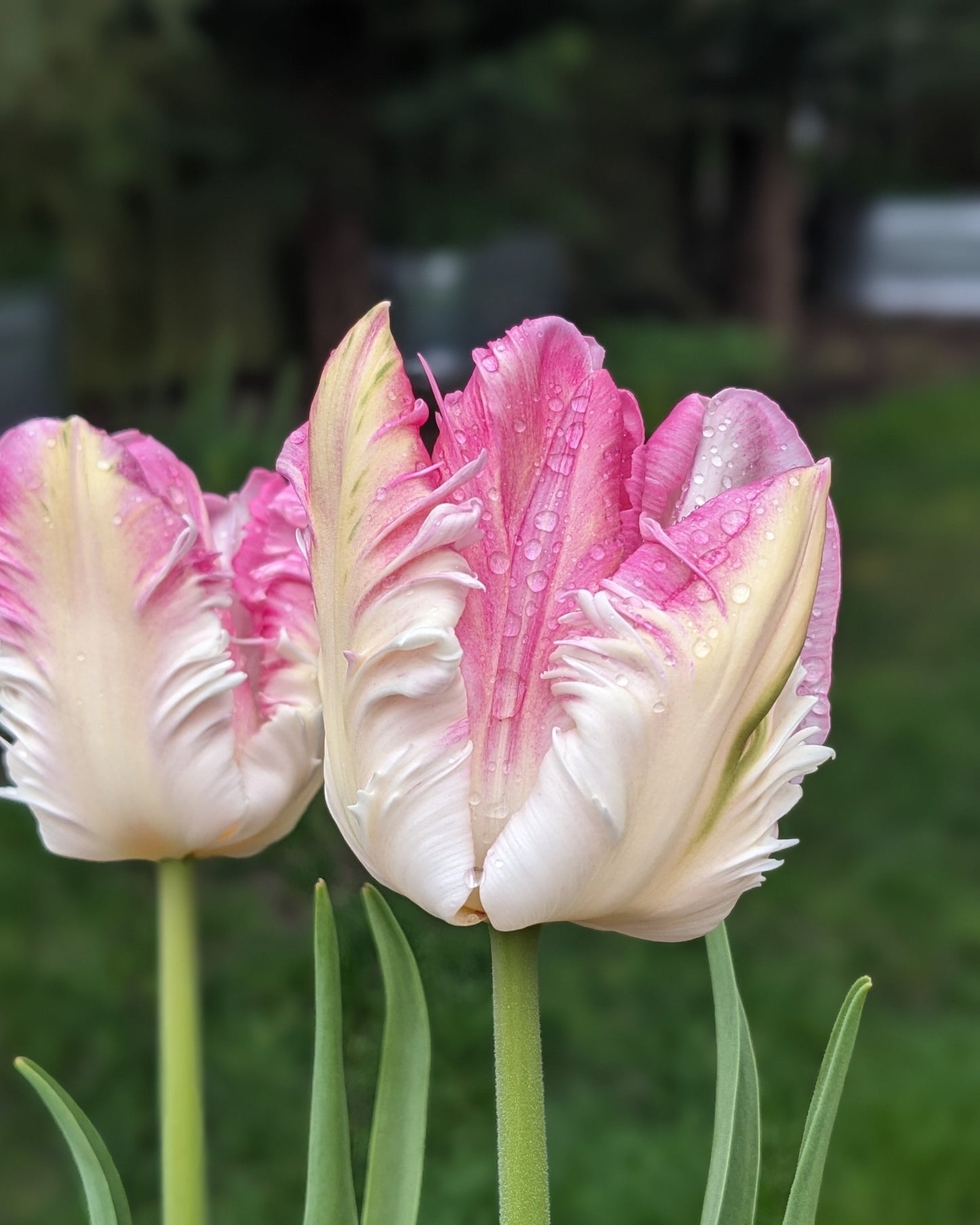 Tulip Cabanna Parrot - 10 Bulbs