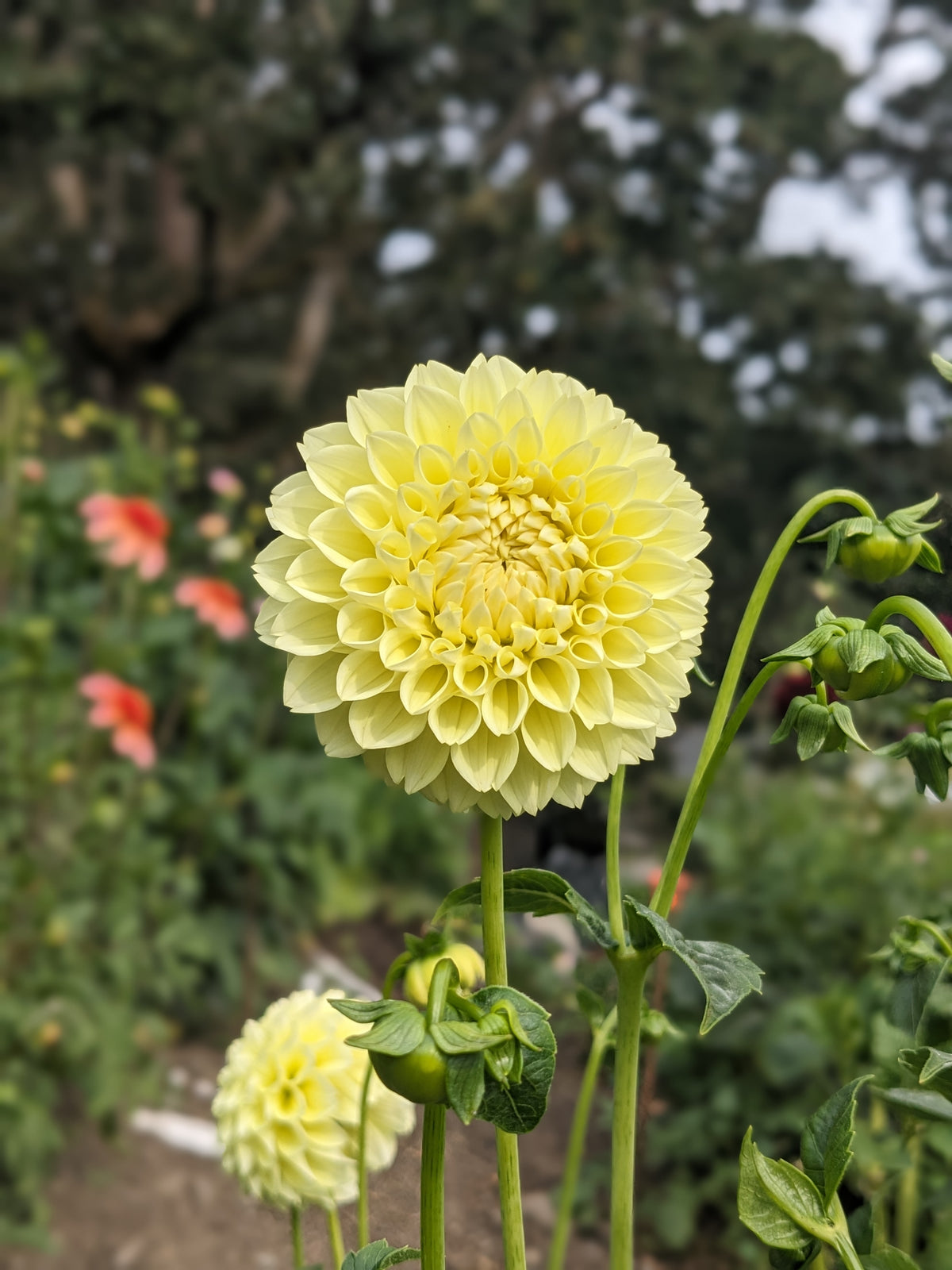 Dahlia - Boom Boom Yellow