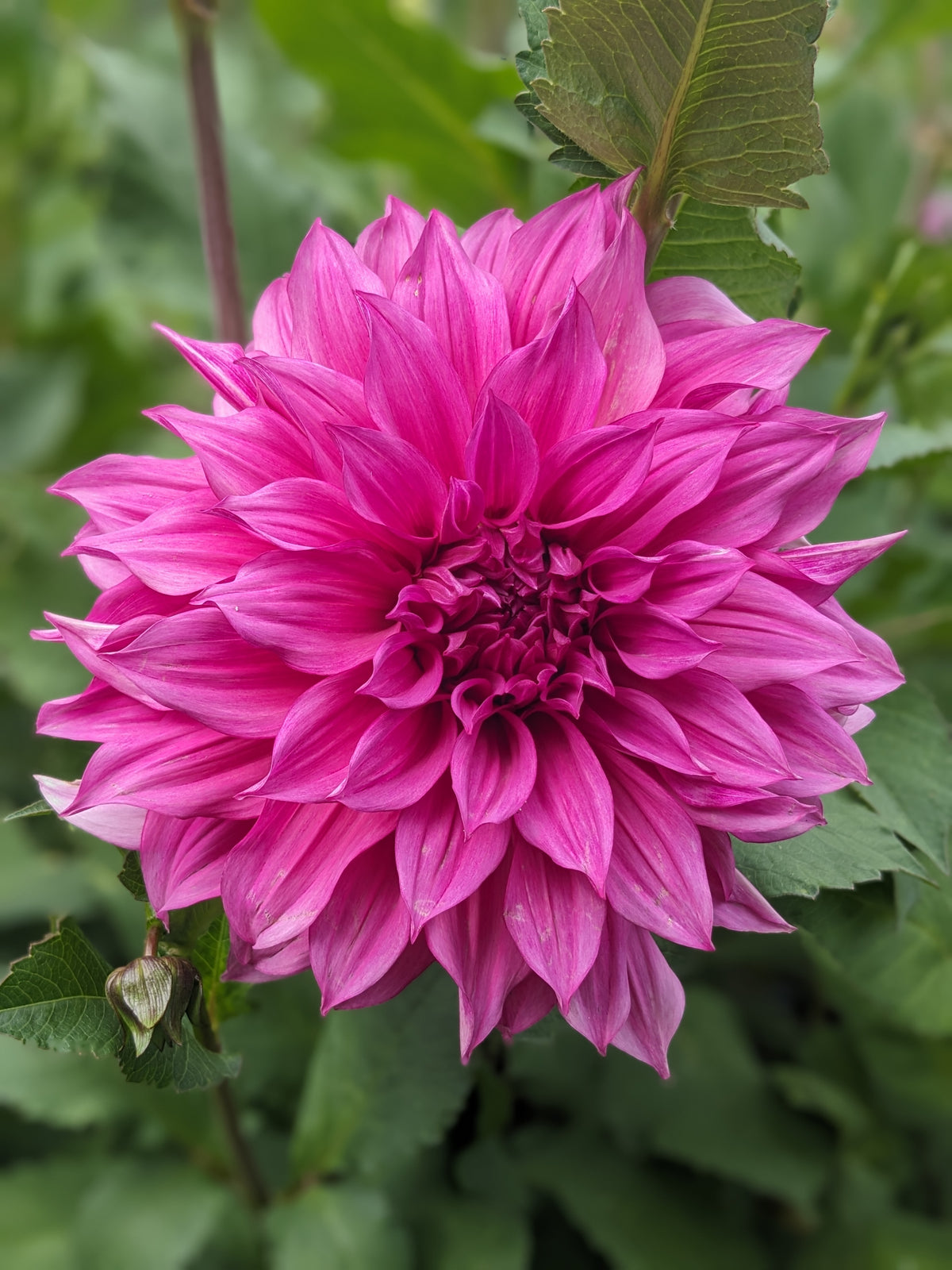 Dahlia - Café Au Lait Rose