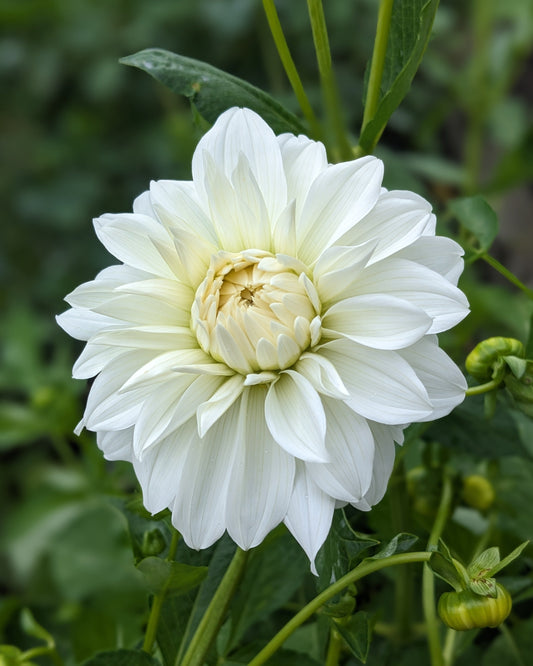 Dahlia - Center Court