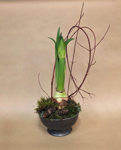 Amaryllis Bulb in a Decorative Planter