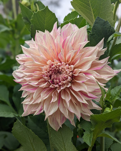 Dahlia - Café Au Lait Twist