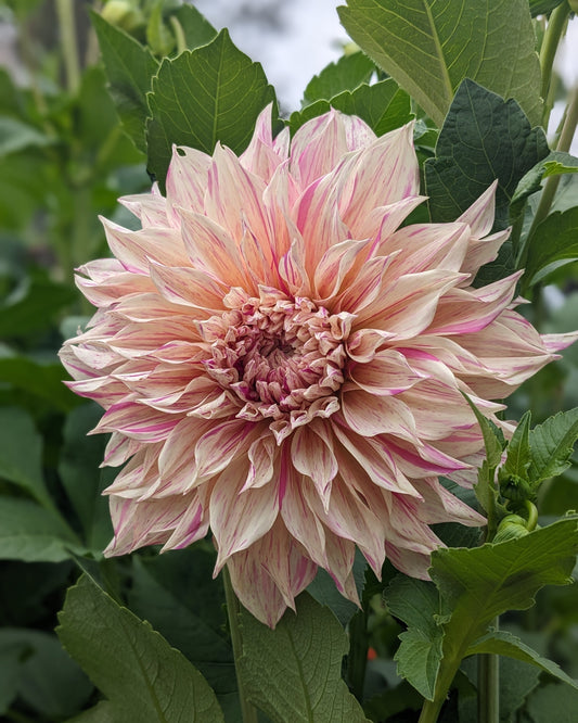 Dahlia - Café Au Lait Twist