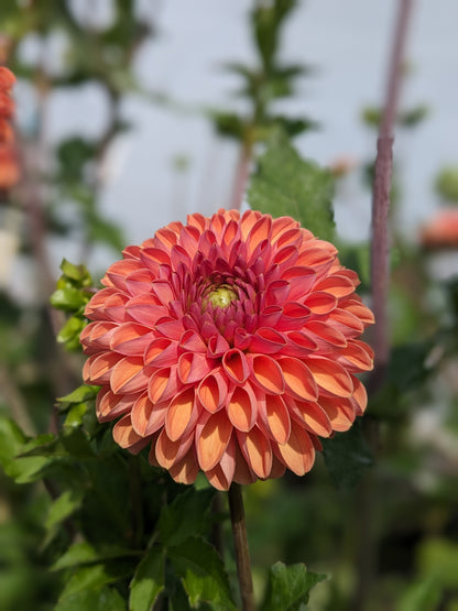 Dahlia - Bestseller