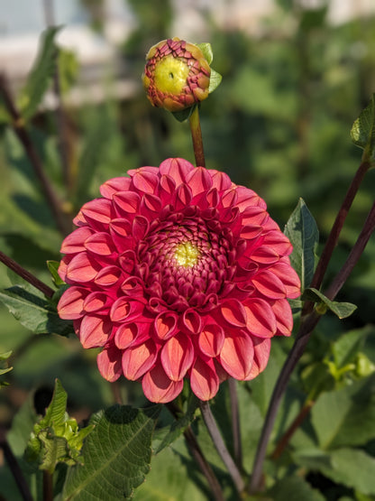 Dahlia - Ariston
