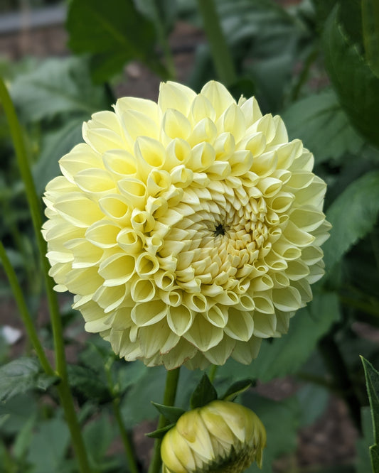 Dahlia - Boom Boom Yellow