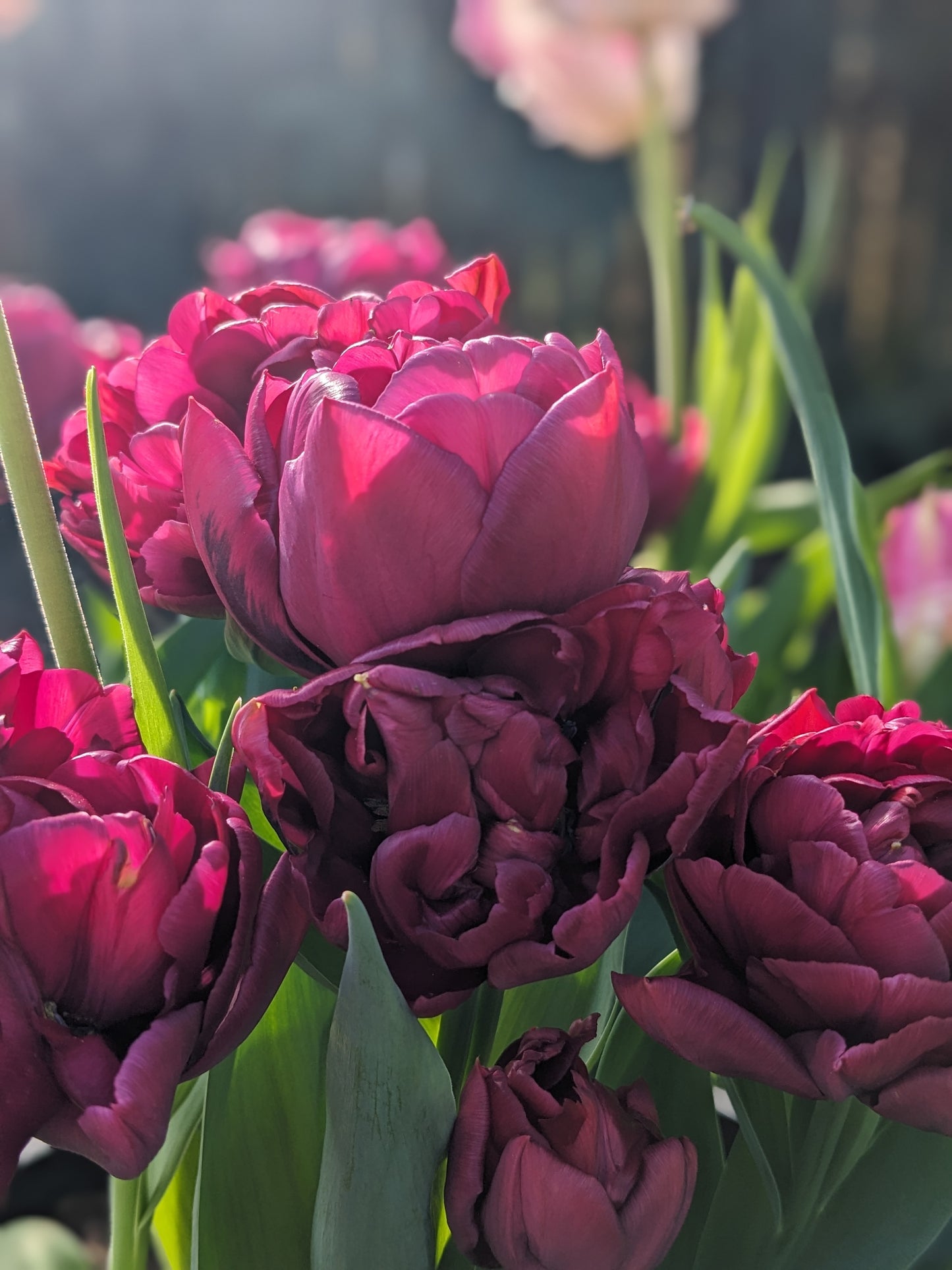 Tulip Alison Bradley - 10 Bulbs