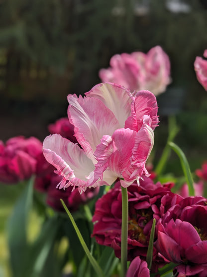 Tulip Cabanna Parrot - 10 Bulbs
