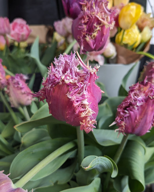 Tulip Crunchy Cummins - 10 Bulbs