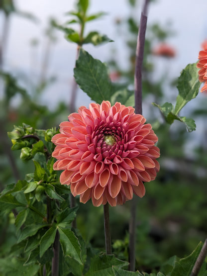 Dahlia - Bestseller