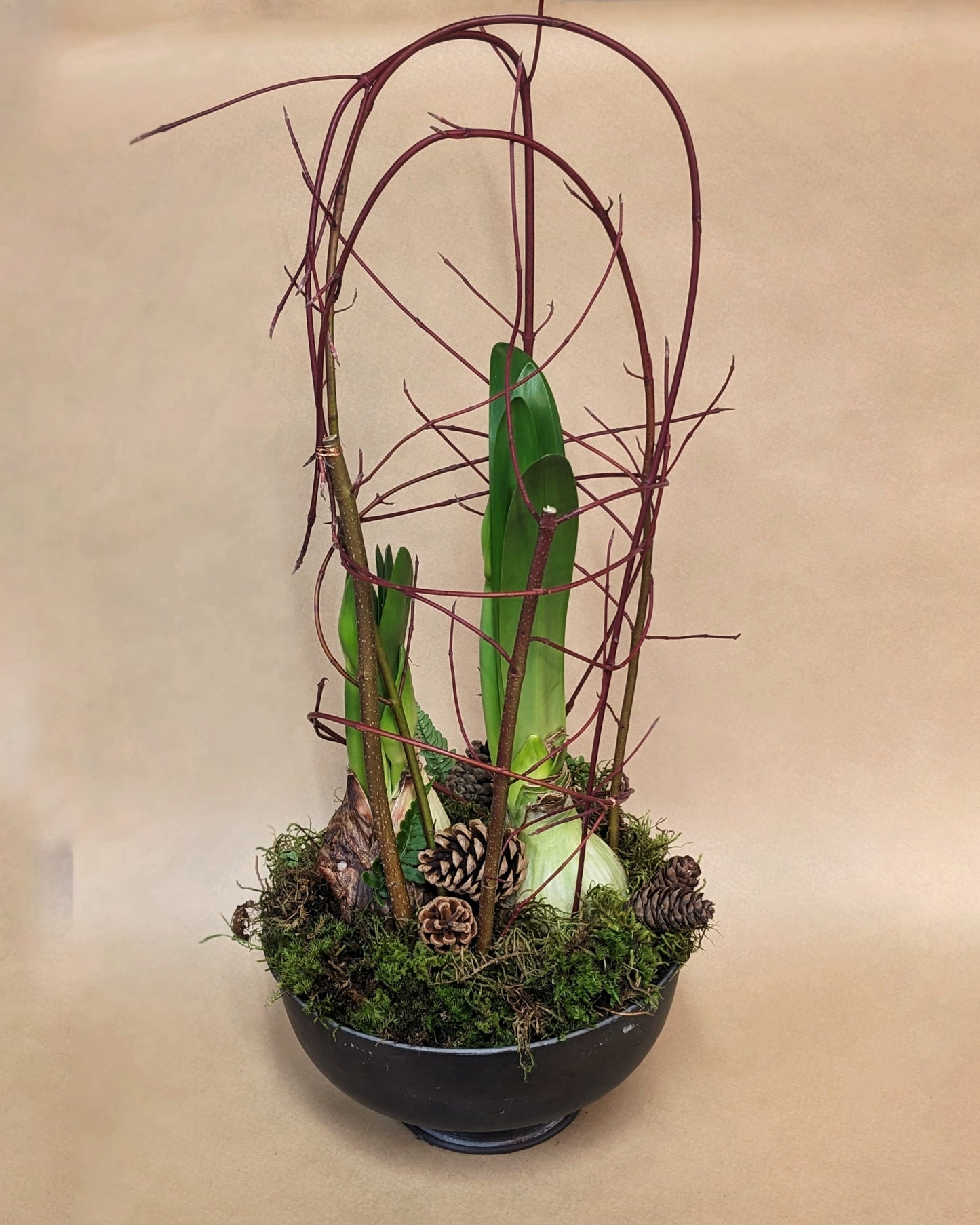 Amaryllis Bulb in a Decorative Planter